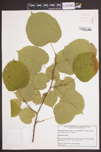 Tilia americana var. caroliniana image