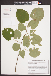 Tilia americana var. caroliniana image