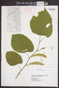 Tilia americana var. caroliniana image