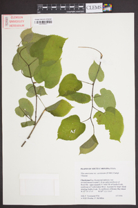 Tilia americana var. caroliniana image