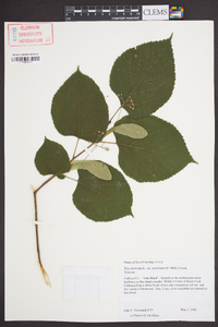 Tilia americana var. caroliniana image