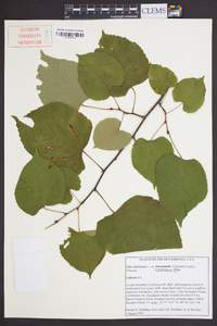 Tilia americana var. caroliniana image