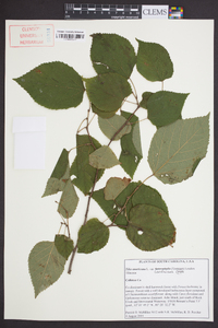 Tilia americana var. caroliniana image