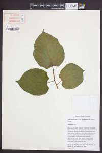 Tilia americana var. caroliniana image