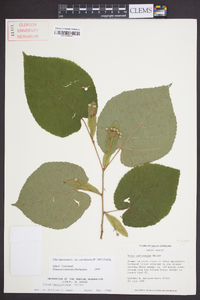 Tilia americana var. caroliniana image