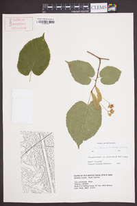 Tilia americana var. heterophylla image