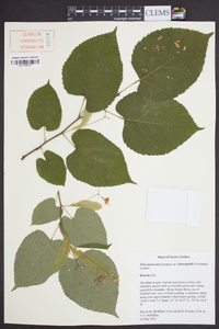 Tilia americana var. heterophylla image