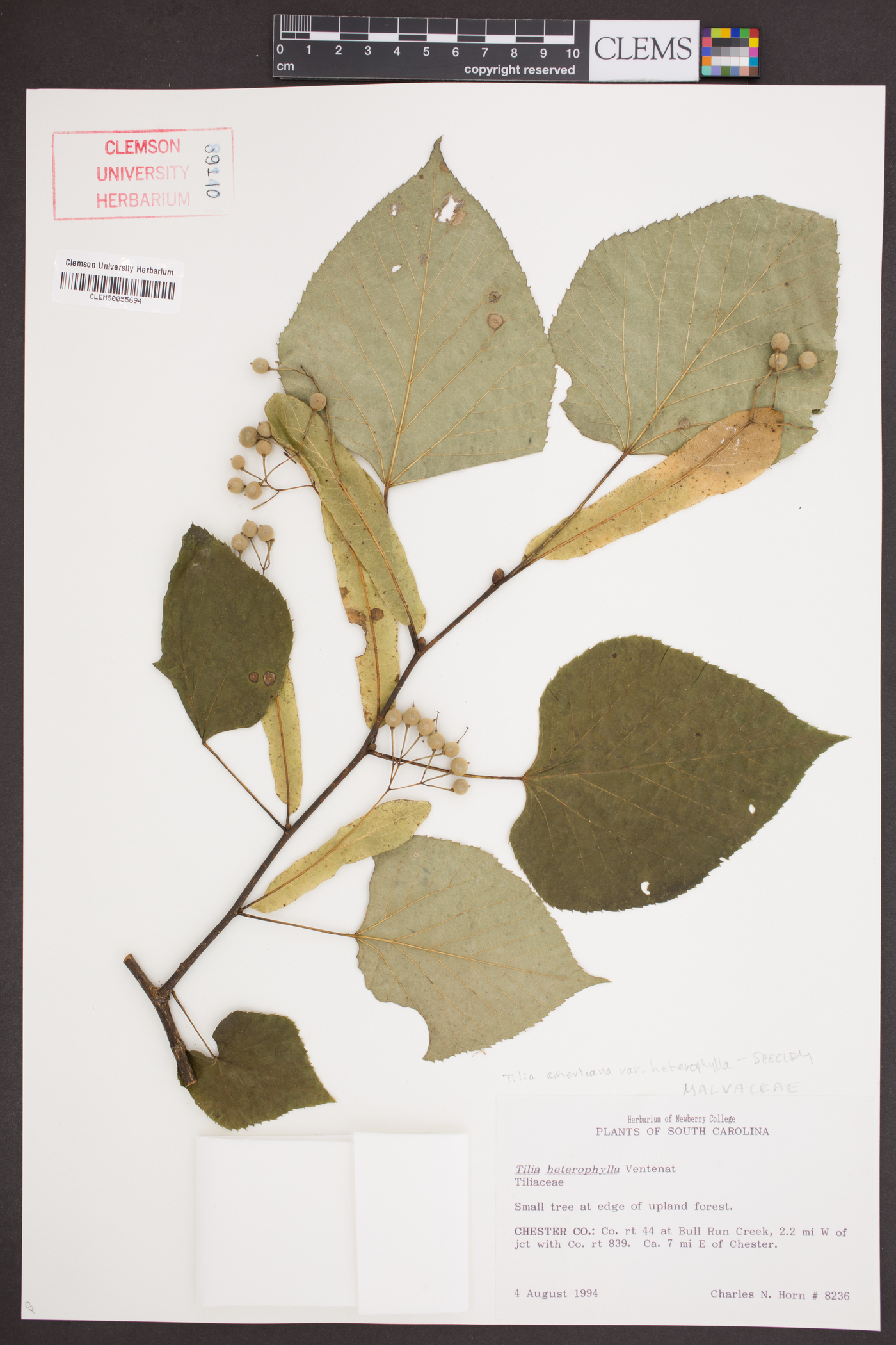 Tilia americana var. heterophylla image