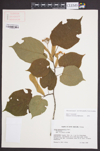 Tilia americana var. heterophylla image