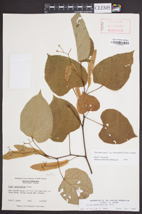 Tilia americana var. heterophylla image