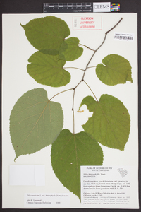 Tilia americana var. heterophylla image