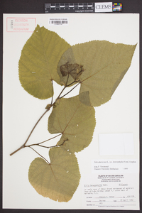 Tilia americana var. heterophylla image