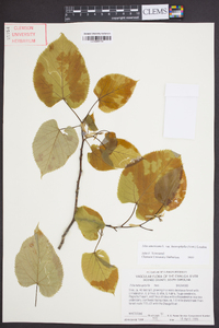 Tilia americana var. heterophylla image