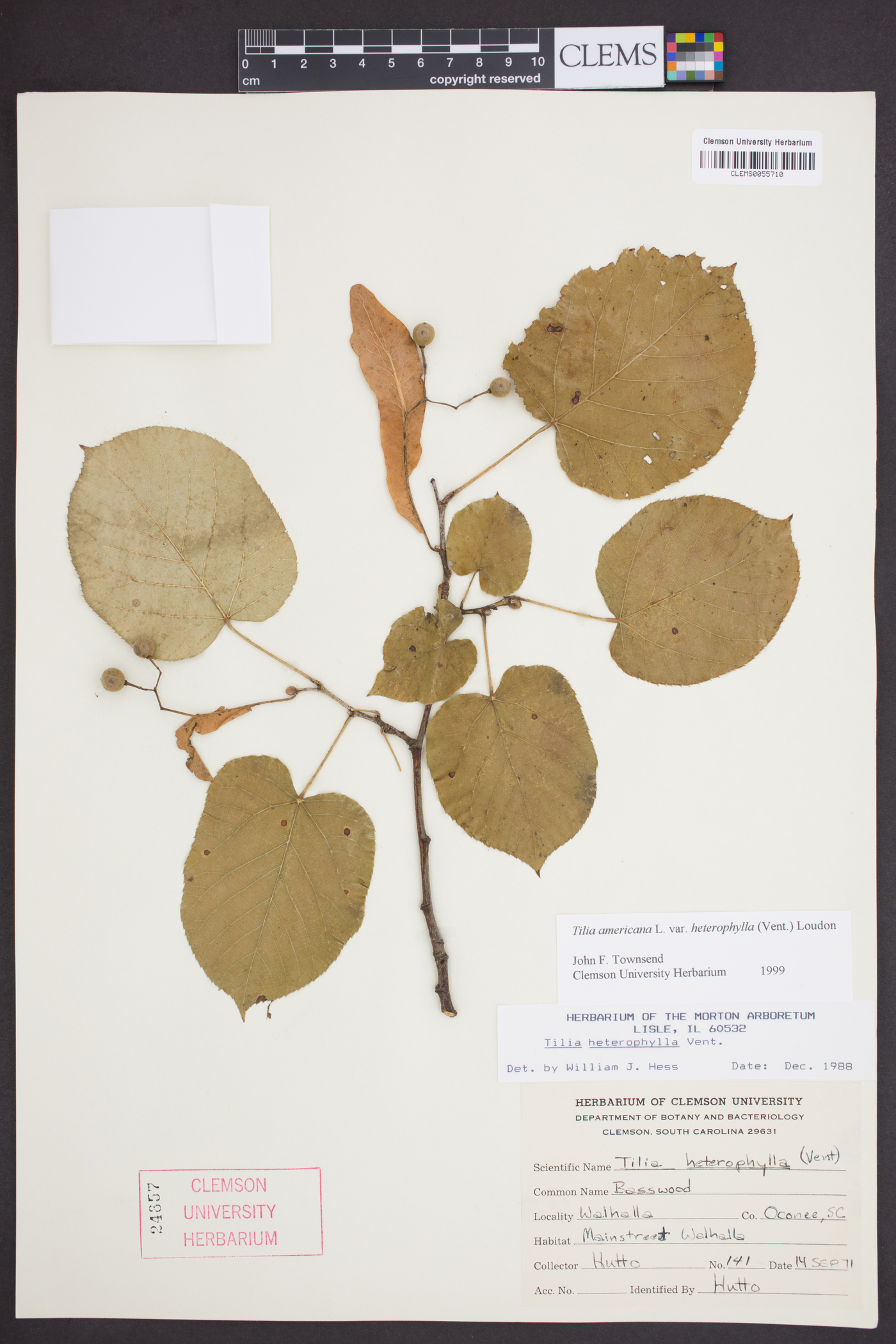 Tilia americana var. heterophylla image