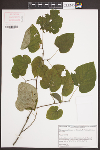 Tilia americana var. heterophylla image