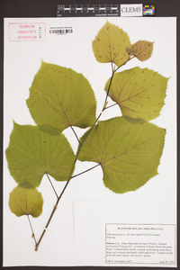 Tilia americana var. heterophylla image