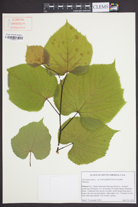 Tilia americana var. heterophylla image