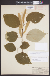 Tilia americana var. heterophylla image