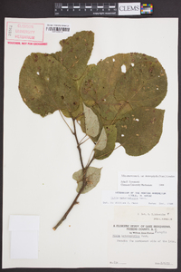 Tilia americana var. heterophylla image