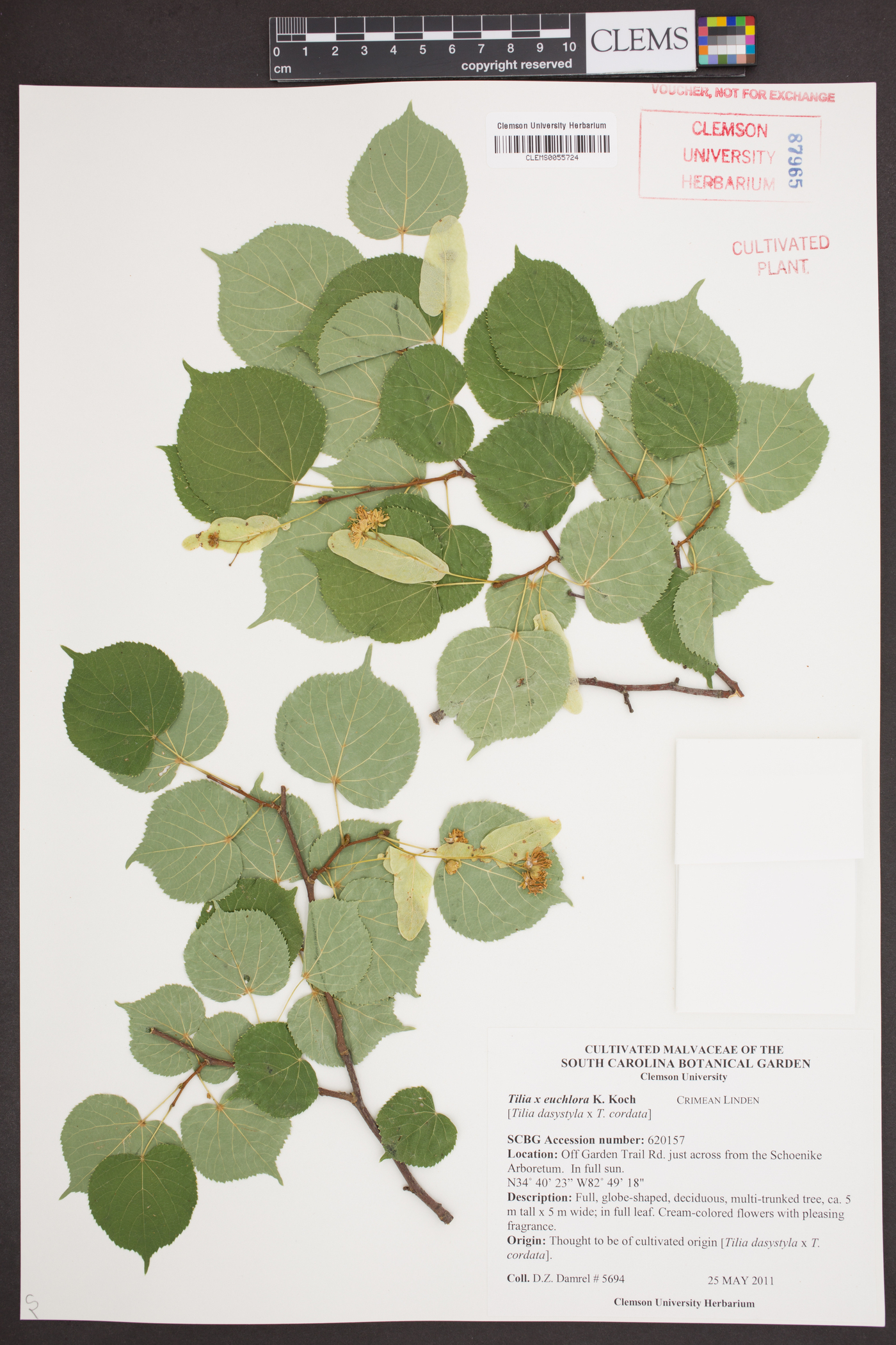 Tilia x euchlora image