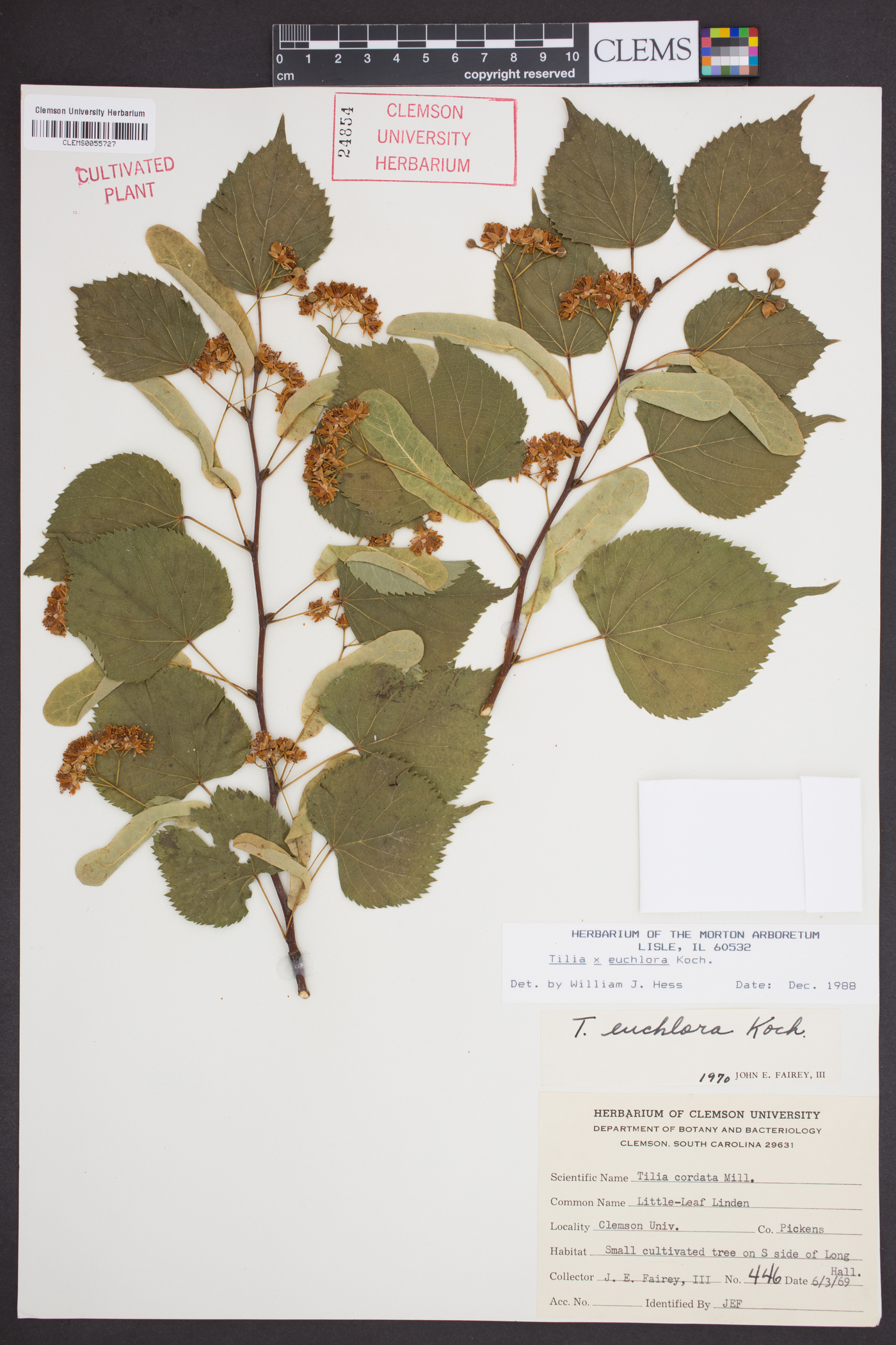 Tilia x euchlora image