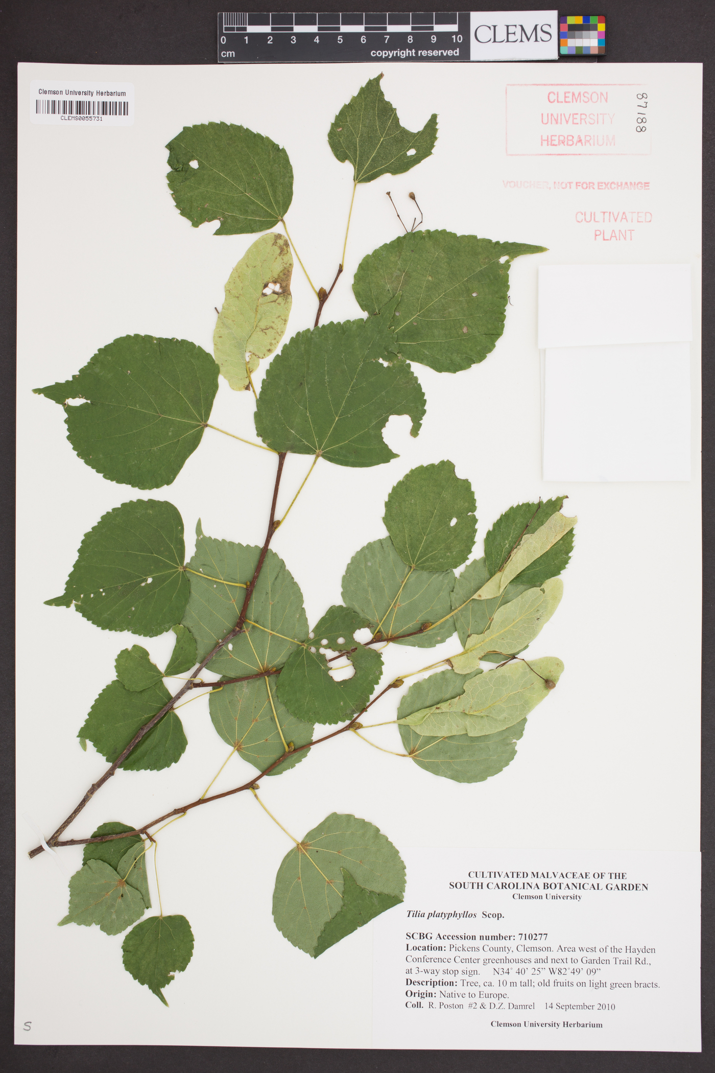 Tilia platyphyllos image