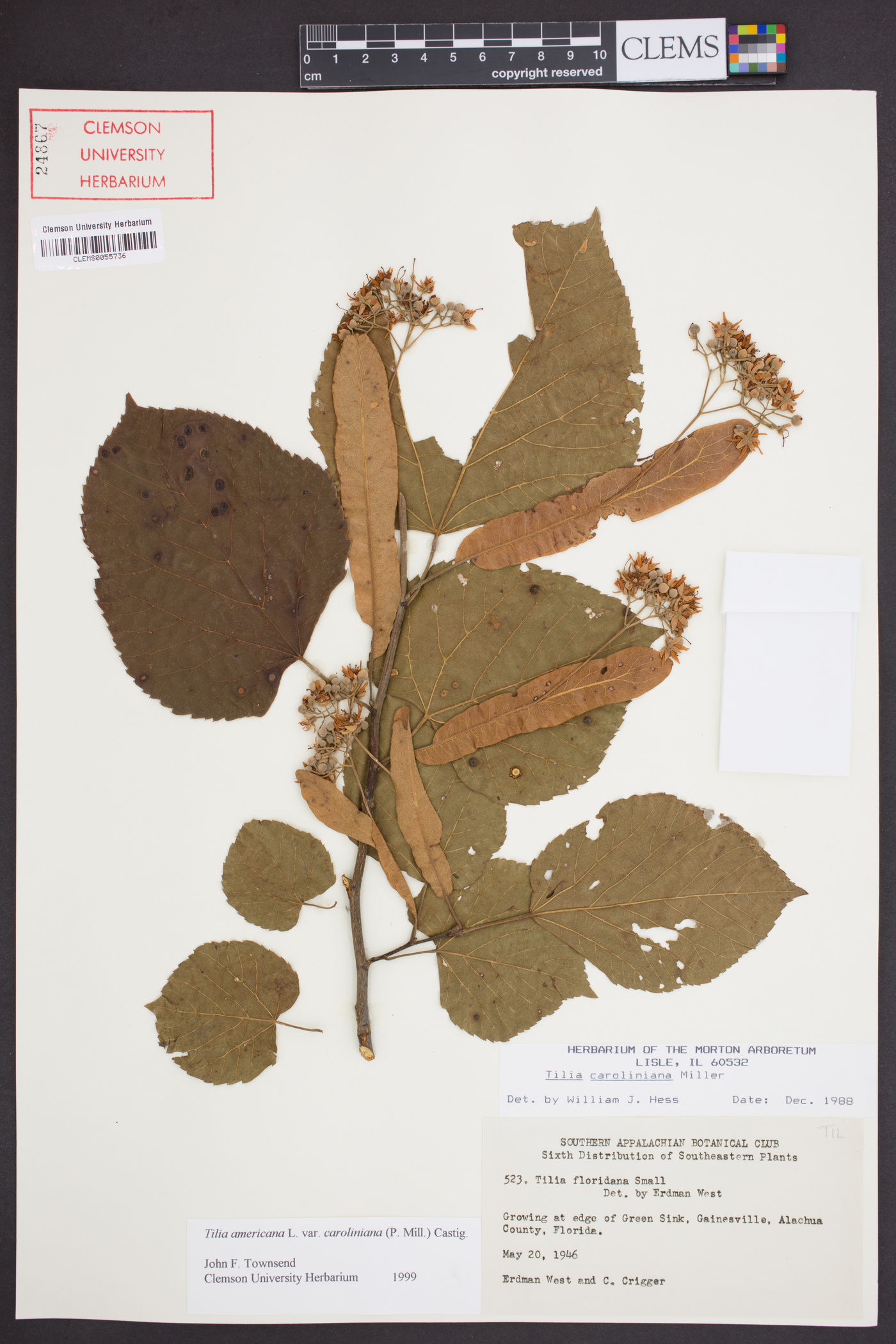 Tilia americana var. caroliniana image