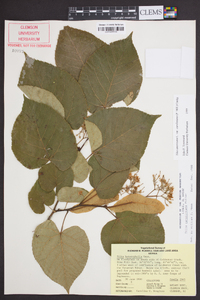 Tilia americana var. caroliniana image