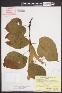 Tilia americana var. caroliniana image