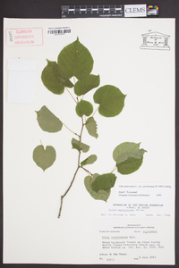 Tilia americana var. caroliniana image