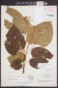 Tilia americana var. heterophylla image