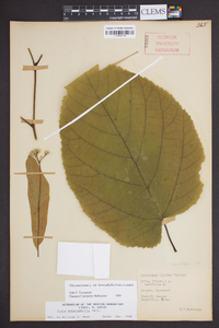 Tilia americana var. heterophylla image