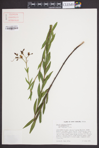 Rhexia alifanus image