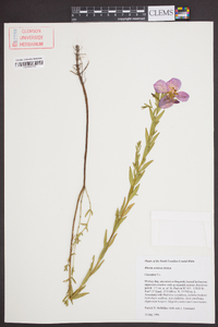 Rhexia aristosa image