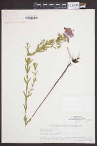 Rhexia aristosa image