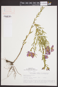 Rhexia aristosa image