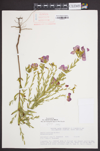 Rhexia aristosa image