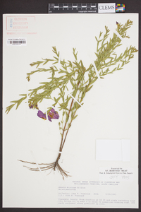 Rhexia aristosa image