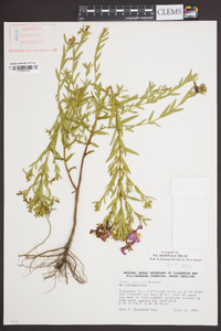 Rhexia aristosa image