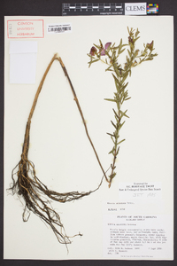 Rhexia aristosa image