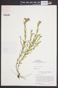 Rhexia aristosa image