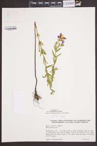 Rhexia aristosa image