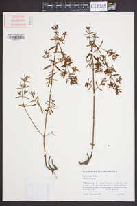 Rhexia lutea image