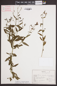 Rhexia mariana var. purpurea image