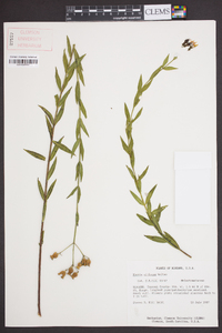 Rhexia alifanus image