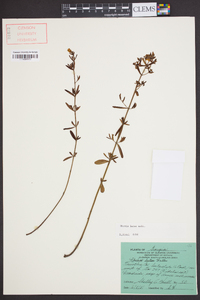 Rhexia lutea image