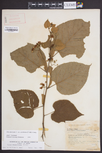 Tilia americana var. caroliniana image