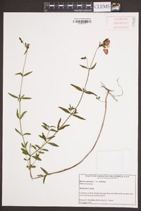 Rhexia mariana var. mariana image