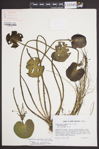 Nymphoides aquatica image