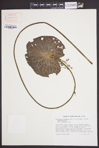 Nymphoides aquatica image